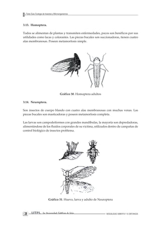 2 UTPL La Universidad Católica de Loja MODALIDAD ABIERTA Y A DISTANCIA 8 
Texto Guía: Ecología de Insectos y Microorganismos 
3.13. Homoptera. 
Todos se alimentan de plantas y transmiten enfermedades, pocos son benéficos por sus utilidades como lacas y colorantes. Las piezas bucales son succionadoras, tienen cuatro alas membranosas. Poseen metamorfosis simple. 
Gráfico 30. Homoptera adultos 
3.14. Neuroptera. 
Son insectos de cuerpo blando con cuatro alas membranosas con muchas venas. Las piezas bucales son masticadoras y poseen metamorfosis completa. 
Las larvas son campodeiformes con grandes mandíbulas, la mayoría son depredadoras, alimentándose de los fluidos corporales de su victima, utilizados dentro de campañas de control biológico de insectos problema. 
Gráfico 31. Huevo, larva y adulto de Neuroptera  