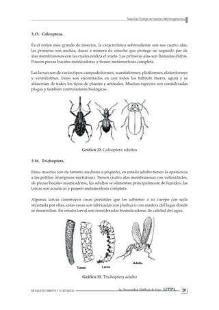 MODALIDAD ABIERTA Y A DISTANCIA La Universidad Católica de Loja UTPL 29 
Texto Guía: Ecología de Insectos y Microorganismos 
3.15. Coleoptera. 
Es el orden más grande de insectos, la característica sobresaliente son sus cuatro alas, las primeras son anchas, duras a manera de estuche que protege un segundo par de alas membranosas con las cuales realiza el vuelo. Las primeras alas son llamadas élitros. Poseen piezas bucales masticadoras y tienen metamorfosis completa. 
Las larvas son de varios tipos: campodeiformes, scarabiformes, platiformes, elateriformes y vermiformes. Estos son encontrados en casi todos los hábitats (tierra, agua) y se alimentan de todos los tipos de plantas y animales. Muchas especies son consideradas plagas y también controladoras biológicas. 
Gráfico 32. Coleoptera adultos 
3.16. Trichoptera. 
Estos insectos son de tamaño mediano a pequeño, en estado adulto tienen la apariencia a las polillas (mariposas nocturnas). Tienen cuatro alas membranosas con vellosidades, de piezas bucales masticadoras, los adultos se alimentan principalmente de líquidos, las larvas son acuáticas y poseen metamorfosis completa. 
Algunas larvas construyen casas portátiles que las adhieren a su cuerpo con seda secretada por ellas, estas casas son fabricadas con piedras o con madera del lugar donde se desarrollan. En estado larval son consideradas bioindicadoras de calidad del agua. 
Gráfico 33. Trichoptera adulto  