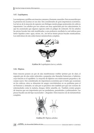 30 UTPL La Universidad Católica de Loja MODALIDAD ABIERTA Y A DISTANCIA 
Texto Guía: Ecología de Insectos y Microorganismos 
3.17. Lepidoptera. 
Las mariposas y polillas son insectos comunes y bastante conocidos. Son reconocidos por la presencia de escamas en sus alas. Son considerados de gran importancia económica. Las larvas de la mayoría de especies son fitófagas siendo plagas potenciales de cultivos importantes. Los adultos por sus colores son muy apetecidos por los coleccionistas, lo que ha ocasionado que algunas especies estén en peligro de extinción. En los adultos las piezas bucales han sido modificadas a una proboscis enrollada la cual utilizas para lamer líquidos como: agua, néctar, etc., las larvas tienen piezas bucales masticadoras. Los individuos de este orden tienen metamorfosis completa. 
Gráfico 34. Lepidoptera larva y adulto 
3.18. Diptera. 
Estos insectos poseen un par de alas membranosas visibles (primer par de alas), el segundo par de alas están reducidas a pequeñas alas llamadas balancines o halterios, cuya función es el equilibrio. La mayoría de dípteros son relativamente pequeños y de cuerpo suave. Son considerados de importancia económica por el daño que ocasionan en los cultivos, otros se alimentan de sangre convirtiéndose en un problema para el ser humano y animales, no solo por su picadura sino también por que son vectores de enfermedades como la malaria, dengue, fiebre amarilla, etc. También existen grupos de insectos que son importantes por ser predadores, parasitoides y polinizadores. Las piezas bucales son del tipo succionador – chupador. Estos insectos son de metamorfosis completa. 
Gráfico 35. Diptera adultos  