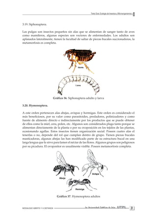 MODALIDAD ABIERTA Y A DISTANCIA La Universidad Católica de Loja UTPL 31 
Texto Guía: Ecología de Insectos y Microorganismos 
3.19. Siphonaptera. 
Las pulgas son insectos pequeños sin alas que se alimentan de sangre tanto de aves como mamíferos, algunas especies son vectores de enfermedades. Los adultos son aplanados lateralmente, tienen la facultad de saltar de piezas bucales succionadoras, la metamorfosis es completa. 
Gráfico 36. Siphonaptera adulto y larva 
3.20. Hymenoptera. 
A este orden pertenecen alas abejas, avispas y hormigas. Este orden es considerado el más beneficiosos, por su valor como parasitoides, predadores, polinizadores y como fuente de alimento directo e indirectamente por los productos que se puede obtener de ellos como la miel, cera, polen, etc. Algunos son considerados plaga tanto porque se alimentan directamente de la planta o por su ovoposición en los tejidos de las plantas, ocasionando agallas. Estos insectos tienen organización social. Poseen cuatro alas el tenerlas o no, depende del rol que cumplan dentro de grupo. Tienen piezas bucales masticadoras, algunas abejas las han modificado parte de su estructura bucal en una larga lengua que le sirve para lamer el néctar de las flores. Algunos grupos son peligrosos por su picadura. El ovopositor es usualmente visible. Poseen metamorfosis completa. 
Gráfico 37. Hymenoptera adultos  