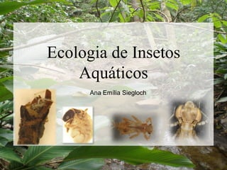 Ecologia de Insetos
Aquáticos
Ana Emília Siegloch
 