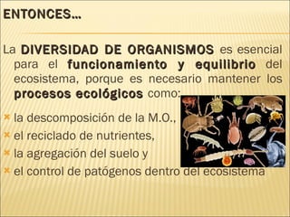 ENTONCES… La  DIVERSIDAD DE ORGANISMOS  es esencial para el  funcionamiento y equilibrio  del ecosistema, porque es necesario mantener los  procesos ecológicos  como: la descomposición de la M.O.,  el reciclado de nutrientes,  la agregación del suelo y  el control de patógenos dentro del ecosistema 