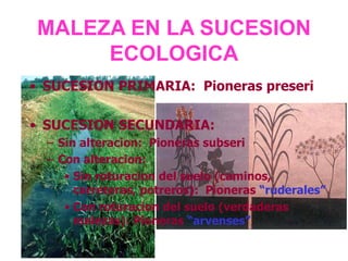 MALEZA EN LA SUCESION
ECOLOGICA
• SUCESION PRIMARIA: Pioneras preseri
• SUCESION SECUNDARIA:
– Sin alteracion: Pioneras subseri
– Con alteracion:
• Sin roturacion del suelo (caminos,
carreteras, potreros): Pioneras “ruderales”
• Con roturacion del suelo (verdaderas
malezas): Pioneras “arvenses”
 
