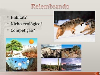    Habitat?
   Nicho ecológico?
   Competição?
 