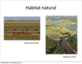 Habitat	
  natural

Llanos,	
  Venezuela

Pantanal,	
  Brasil
Quarta-feira, 16 de Outubro de 13

 