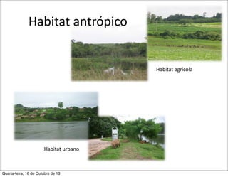 Habitat	
  antrópico

Habitat	
  agrícola

Habitat	
  urbano

Quarta-feira, 16 de Outubro de 13

 