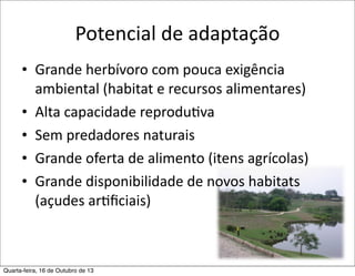 Potencial	
  de	
  adaptação
• Grande	
  herbívoro	
  com	
  pouca	
  exigência	
  
ambiental	
  (habitat	
  e	
  recursos	
  alimentares)
• Alta	
  capacidade	
  reproduFva
• Sem	
  predadores	
  naturais
• Grande	
  oferta	
  de	
  alimento	
  (itens	
  agrícolas)
• Grande	
  disponibilidade	
  de	
  novos	
  habitats	
  
(açudes	
  arFﬁciais)

Quarta-feira, 16 de Outubro de 13

 
