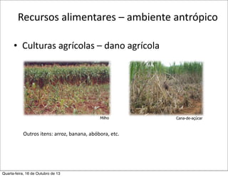 Recursos	
  alimentares	
  –	
  ambiente	
  antrópico
• Culturas	
  agrícolas	
  –	
  dano	
  agrícola

Milho

Outros	
  itens:	
  arroz,	
  banana,	
  abóbora,	
  etc.

Quarta-feira, 16 de Outubro de 13

Cana-de-açúcar

 