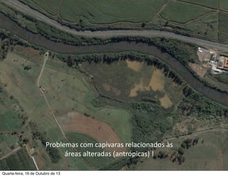 Problemas	
  com	
  capivaras	
  relacionados	
  às	
  
áreas	
  alteradas	
  (antrópicas)	
  !
Quarta-feira, 16 de Outubro de 13

 