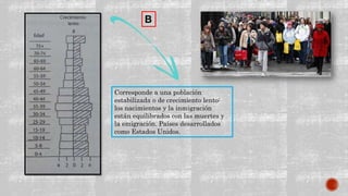 Corresponde a una población
estabilizada o de crecimiento lento:
los nacimientos y la inmigración
están equilibrados con las muertes y
la emigración. Países desarrollados
como Estados Unidos.
B
 
