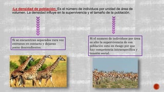 -La densidad de población: Es el número de individuos por unidad de área de
volumen. La densidad influye en la supervivencia y el tamaño de la población.
Si se encuentran separados rara vez
entraran en contacto y dejaran
pocos descendientes.
Si el numero de individuos por área
es alto la supervivencia de esa
población esta en riesgo por que
hay competencia intraespecìfica y
tensión social.
 
