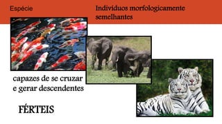 Indivíduos morfologicamente
semelhantes
capazes de se cruzar
e gerar descendentes
FÉRTEIS
Espécie
 