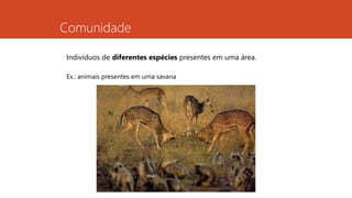 Comunidade
Indivíduos de diferentes espécies presentes em uma área.
Ex.: animais presentes em uma savana
 