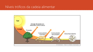 Níveis tróficos da cadeia alimentar
 