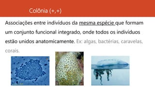 Colônia (+,+)
Associações entre indivíduos da mesma espécie que formam
um conjunto funcional integrado, onde todos os indivíduos
estão unidos anatomicamente. Ex: algas, bactérias, caravelas,
corais.
 