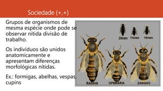Sociedade (+,+)
Grupos de organismos de
mesma espécie onde pode se
observar nítida divisão de
trabalho.
Os indivíduos são unidos
anatomicamente e
apresentam diferenças
morfológicas nítidas.
Ex.: formigas, abelhas, vespas,
cupins
 