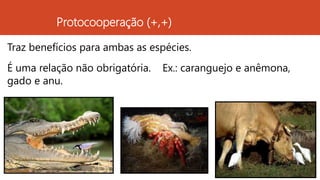 Protocooperação (+,+)
Traz benefícios para ambas as espécies.
É uma relação não obrigatória. Ex.: caranguejo e anêmona,
gado e anu.
 