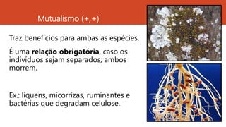 Mutualismo (+,+)
Traz benefícios para ambas as espécies.
É uma relação obrigatória, caso os
indivíduos sejam separados, ambos
morrem.
Ex.: liquens, micorrizas, ruminantes e
bactérias que degradam celulose.
 