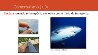 Forésia: quando uma espécie usa outra como meio de transporte.
Comensalismo (+,0)
Ex.: rêmora e tubarão
 