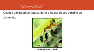 ESCLAVAGISMO
Quando um indivíduo captura outro e faz uso de seu trabalho ou
alimentos.
EX: FORMIGA E PULGÃO
 