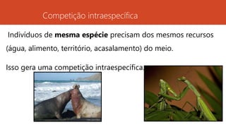 Competição intraespecífica
Indivíduos de mesma espécie precisam dos mesmos recursos
(água, alimento, território, acasalamento) do meio.
Isso gera uma competição intraespecífica.
 