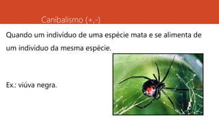 Canibalismo (+,-)
Quando um indivíduo de uma espécie mata e se alimenta de
um individuo da mesma espécie.
Ex.: viúva negra.
 