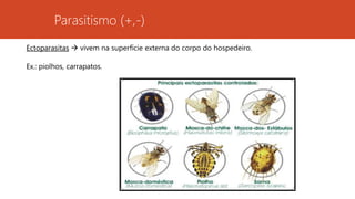Parasitismo (+,-)
Ectoparasitas  vivem na superfície externa do corpo do hospedeiro.
Ex.: piolhos, carrapatos.
 