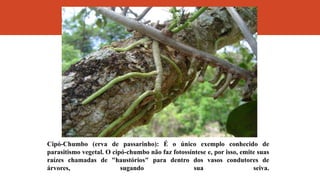 Cipó-Chumbo (erva de passarinho): É o único exemplo conhecido de
parasitismo vegetal. O cipó-chumbo não faz fotossíntese e, por isso, emite suas
raízes chamadas de "haustórios" para dentro dos vasos condutores de
árvores, sugando sua seiva.
 