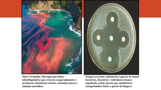 Maré Vermelha. São algas pirrófitas
(dinoflagelados) que crescem exageradamente e
produzem substâncias tóxicas, matando peixes e
animais marinhos.
Fungos secretam substâncias capazes de matar
bactérias, (bactérias - substância branca
espalhada, sendo mortas por antibióticos
(comprimidos) feitos a partir de fungos.)
 