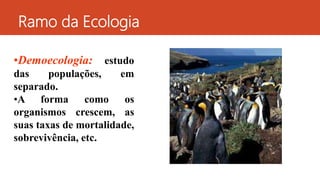 •Demoecologia: estudo
das populações, em
separado.
•A forma como os
organismos crescem, as
suas taxas de mortalidade,
sobrevivência, etc.
Ramo da Ecologia
 