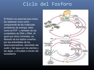 Ciclo del Fosforo

El fósforo es esencial para todos
los sistemas vivos como
componente de las moléculas
portadoras de energía -tales
como el ATP - y también de los
nucleótidos de DNA y RNA. Al
igual que otros minerales, es
liberado de los tejidos muertos
por las actividades de los
descomponedores, absorbido del
suelo y del agua por las plantas y
las algas, y circulado a través del
ecosistema
 