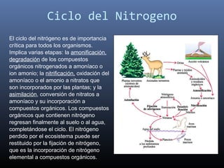 Ciclo del Nitrogeno
El ciclo del nitrógeno es de importancia
crítica para todos los organismos.
Implica varias etapas: la amonificación,
degradación de los compuestos
orgánicos nitrogenados a amoníaco o
ion amonio; la nitrificación, oxidación del
amoníaco o el amonio a nitratos que
son incorporados por las plantas; y la
asimilación, conversión de nitratos a
amoníaco y su incorporación a
compuestos orgánicos. Los compuestos
orgánicos que contienen nitrógeno
regresan finalmente al suelo o al agua,
completándose el ciclo. El nitrógeno
perdido por el ecosistema puede ser
restituido por la fijación de nitrógeno,
que es la incorporación de nitrógeno
elemental a compuestos orgánicos.
 