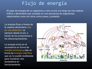 Flujo de energía
  El paso de energía de un organismo a otro ocurre a lo largo de una cadena
  trófica o alimentaria que consiste en una secuencia de organismos
  relacionados unos con otros como presa y predador.


La energía fluye a través de
la cadena alimentaria sólo
en una dirección: va
siempre desde el sol, a
través de los productores a
los descomponedores.

La energía entra en el
ecosistema en forma de
energía luminosa y sale en
forma de energía calorífica
que ya no puede reutilizarse
para mantener otro
ecosistema en
funcionamiento.
 