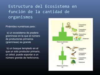 Estructura del Ecosistema en
     función de la cantidad de
     organismos

Pirámides numéricas para :

 a) un ecosistema de pradera
a)

graminosa en la que el número
de productores primarios
(gramíneas) es grande

 b) un bosque templado en el
b)

que un solo productor primario,
un árbol, puede soportar a un
número grande de herbívoros.
 
