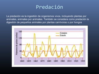 Predación
La predación es la ingestión de organismos vivos, incluyendo plantas por
animales, animales por animales. También se considera como predación la
digestión de pequeños animales por plantas carnívoras o por hongos
 