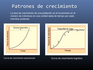 Patrones de crecimiento
      La tasa de crecimiento de una población es el incremento en el
      número de individuos en una unidad dada de tiempo por cada
      individuo presente.




Curva de crecimiento exponencial             Curva de crecimiento logístico
 