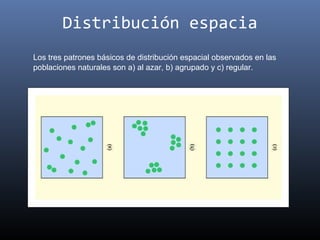 Distribución espacia
Los tres patrones básicos de distribución espacial observados en las
poblaciones naturales son a) al azar, b) agrupado y c) regular.
 