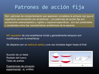Patrones de acción fija
Son  patrones de comportamiento que aparecen completos la primera vez que el 
organismo se encuentra con el estímulo . Los patrones de acción fija son 
sumamente estereotipados y rígidos y especie-específicos.  son tan predecibles 
y constantes como las características anatómicas de la especie. 



 NO requieren de una enseñanza inicial y generalmente tampoco son 
 modificados por la enseñanza

 Se disparan por un estimulo señal y una vez iniciados legan hasta el final



 Succión de un bebe
 Rodado del huevo
 Telas de arañas

 Experiencias de privación 
 experimental : ej. ardillas
 