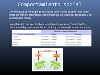 Comportamiento social
Una sociedad es un grupo de individuos de la misma especie  que viven 
juntos de manera organizada, con división de los recursos, del trabajo y en 
dependencia mutua. 

Los estímulos que intercambian y mediante los que se comunican los 
miembros del grupo los mantienen juntos y mantienen la estructura social.
 