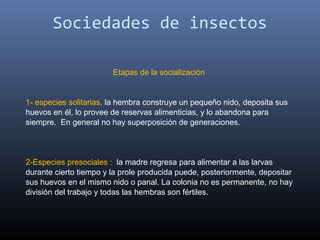 Sociedades de insectos

                        Etapas de la socialización 


1- especies solitarias, la hembra construye un pequeño nido, deposita sus 
huevos en él, lo provee de reservas alimenticias, y lo abandona para 
siempre.  En general no hay superposición de generaciones. 



2-Especies presociales :  la madre regresa para alimentar a las larvas 
durante cierto tiempo y la prole producida puede, posteriormente, depositar 
sus huevos en el mismo nido o panal. La colonia no es permanente, no hay 
división del trabajo y todas las hembras son fértiles. 
 