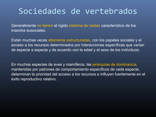 Sociedades de vertebrados
Generalmente no tienen el rígido sistema de castas característico de los 
insectos eusociales. 

Están muchas veces altamente estructuradas, con los papeles sociales y el 
acceso a los recursos determinados por interacciones específicas que varían 
de especie a especie y de acuerdo con la edad y el sexo de los individuos.


En muchas especies de aves y mamíferos, las jerarquías de dominancia, 
mantenidas por patrones de comportamiento específicos de cada especie, 
determinan la prioridad del acceso a los recursos e influyen fuertemente en el 
éxito reproductivo relativo. 
 