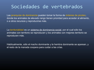 Sociedades de vertebrados
Las jerarquías de dominancia pueden tomar la forma de órdenes de picoteo, 
donde los animales de elevado rango tienen prioridad para acceder al alimento, 
o a otros recursos y reproducirse más. 


La territorialidad es un sistema de dominancia social, por el cual sólo los 
animales con territorio se reproducen y los animales con mejores territorio se 
reproducen más. 


Habitualmente, sólo el macho dominante y la hembra dominante se aparean, y 
el resto de la manada coopera para cuidar a las crías. 
 