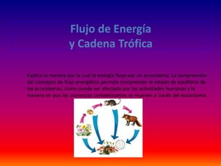 Flujo de Energía
y Cadena Trófica
Explica la manera por la cual la energía fluye por un ecosistema. La comprensión
del concepto de flujo energético permite comprender el estado de equilibrio de
los ecosistemas, como puede ser afectado por las actividades humanas y la
manera en que las sustancias contaminantes se mueven a través del ecosistema.
 