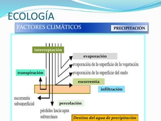 ECOLOGÍA
FACTORES CLIMÁTICOS PRECIPITACIÓN
Destino del agua de precipitación
infiltración
percolación
escorrentía
evaporación
transpiración
interceptación
 