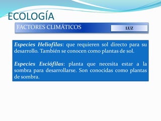 ECOLOGÍA
FACTORES CLIMÁTICOS LUZ
Especies Heliofilas: que requieren sol directo para su
desarrollo. También se conocen como plantas de sol.
Especies Esciófilas: planta que necesita estar a la
sombra para desarrollarse. Son conocidas como plantas
de sombra.
 