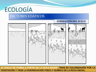 ECOLOGÍA
FACTORES EDÁFICOS
FORMACIÓN DEL SUELO
EL SUELO SE FORMA A PARTIR DE LA ROCA MADRE, TRAS SU COLONIZACIÓN POR LA
VEGETACIÓN Y TRAS LA DISGREGACIÓN FÍSICA Y QUÍMICA DE LA ROCA INICIAL.
 