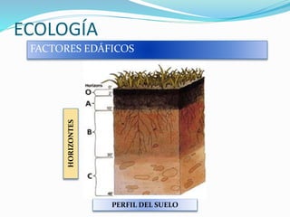 ECOLOGÍA
FACTORES EDÁFICOS
PERFIL DEL SUELO
HORIZONTES
 