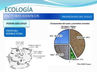 ECOLOGÍA
FACTORES EDÁFICOS PROPIEDADES DEL SUELO
PERMEABILIDAD
•TEXTURA
•ESTRUCTURA
 