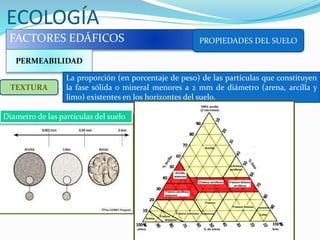 ECOLOGÍA
FACTORES EDÁFICOS PROPIEDADES DEL SUELO
PERMEABILIDAD
TEXTURA
La proporción (en porcentaje de peso) de las partículas que constituyen
la fase sólida o mineral menores a 2 mm de diámetro (arena, arcilla y
limo) existentes en los horizontes del suelo.
Diametro de las partículas del suelo
 
