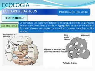 ECOLOGÍA
FACTORES EDÁFICOS PROPIEDADES DEL SUELO
PERMEABILIDAD
ESTRUCTURA
La estructura del suelo hace referencia al agrupamiento de las partículas
primarias de arena. limo y arcilla en Agregados, usando como material
de unión diversos sustancias como arcillas y humus (complejo arcillo-
húmico)
 